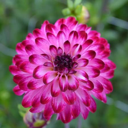 pompon-dahlia-little-robert-1st-1