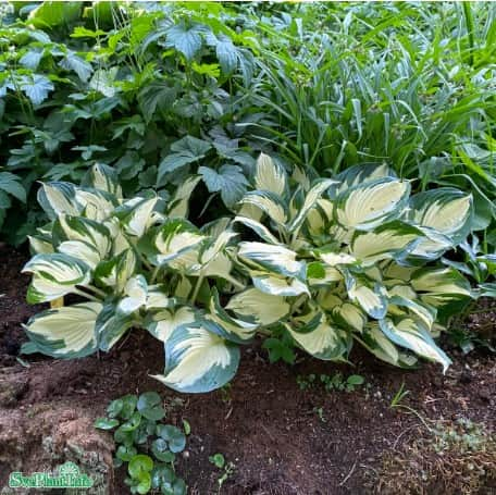 hosta-fire-and-ice-9cm-kruka-1