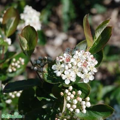 slnaronia-elata-50-p-barrotad-60-100cm-1