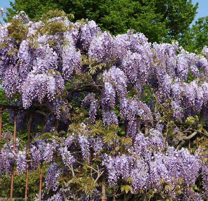 kentuckyblregn-summer-cascade-2-liters-kruka-1