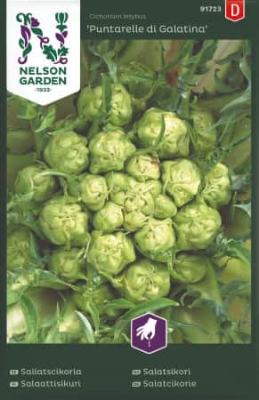 sallatscikoria-puntarelle-di-galatina-1