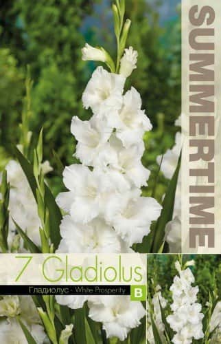 gladiolus-white-prosperity-7st-1