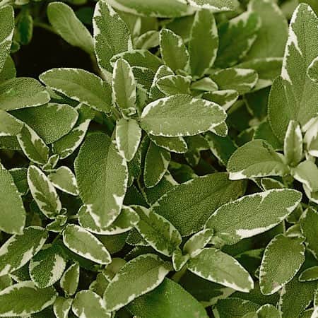kryddsalvia-rotmuhle-12cm-kruka-1