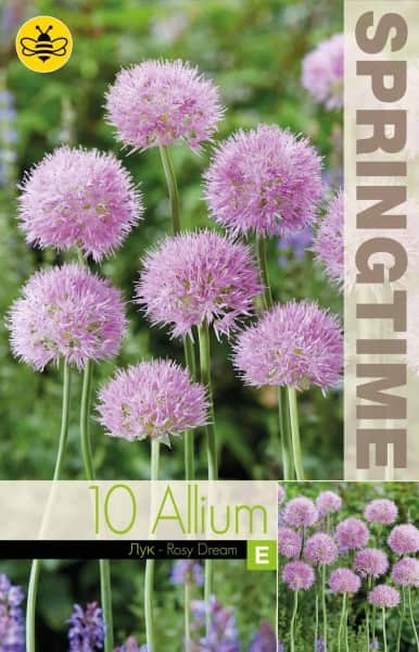 allium-klotlk-rosy-dream-10st-1