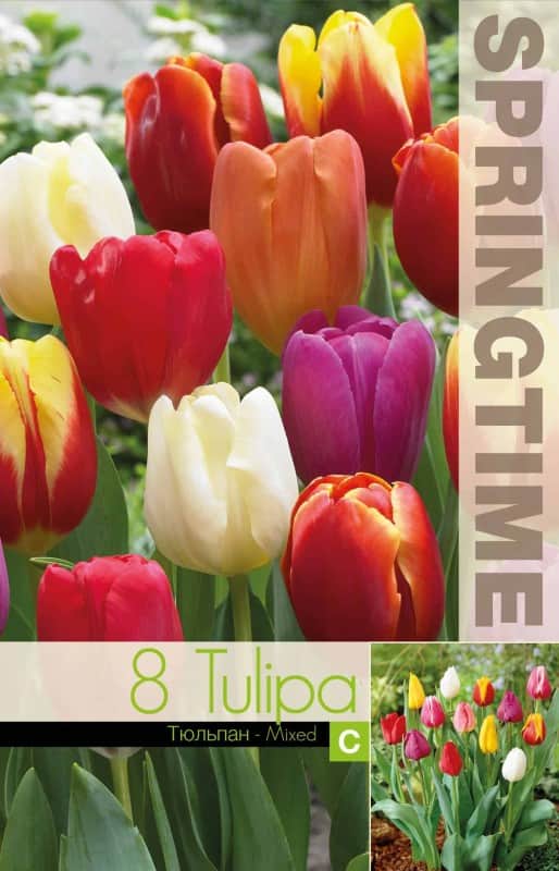 triumphtulpan-mix-8st-1