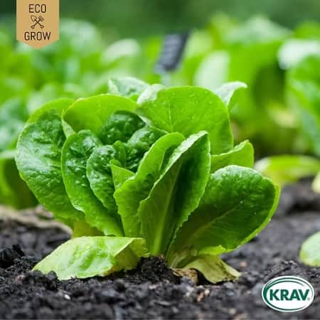 romansallat-paris-white-krav-mrkt-1