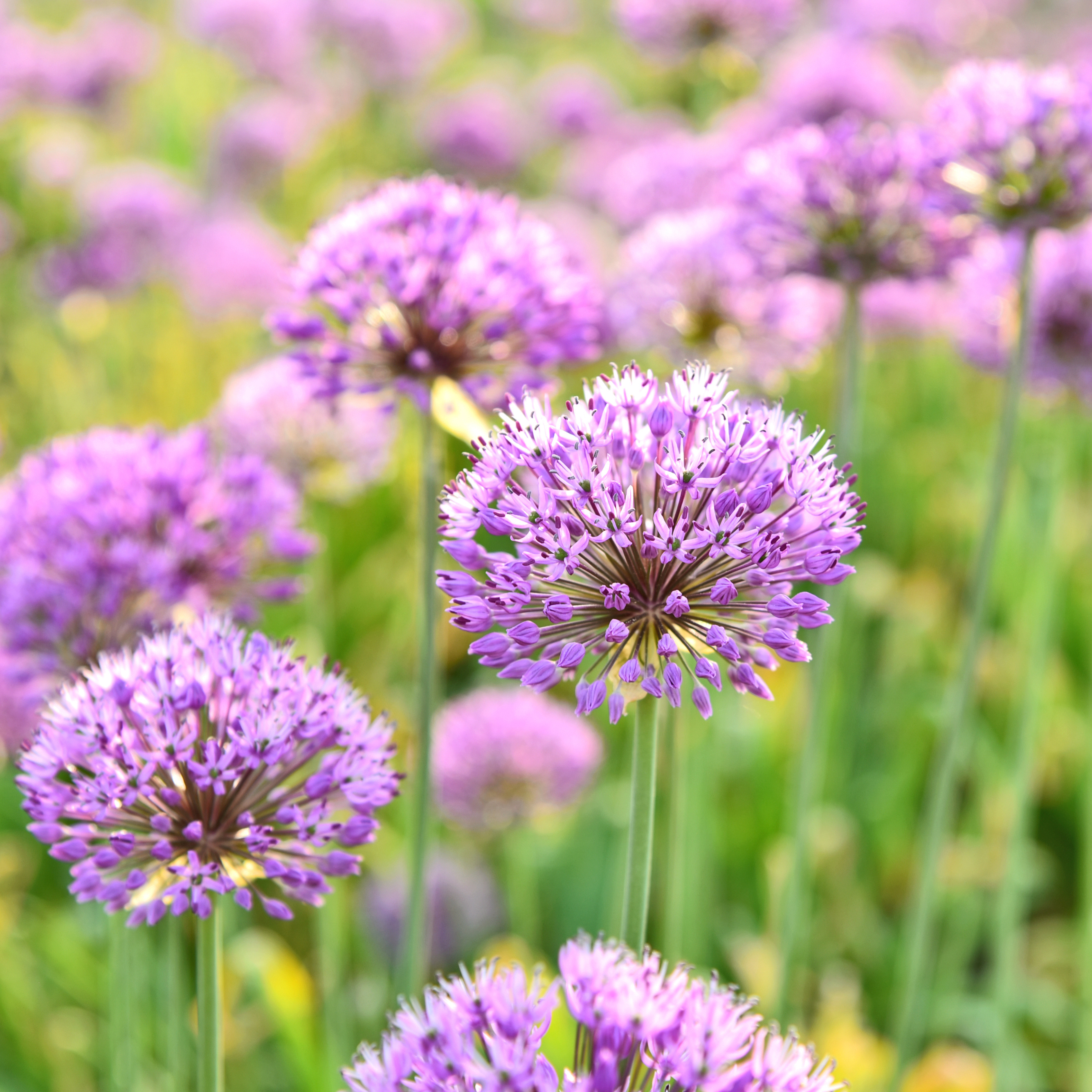 allium-millenium-11cm-kruka-1