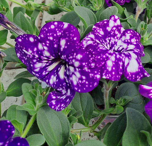 petunia-night-sky-105cm-kruka-1