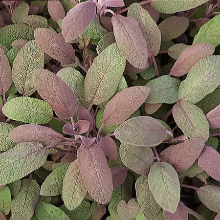kryddsalvia-purpurascens-12cm-kruka-2
