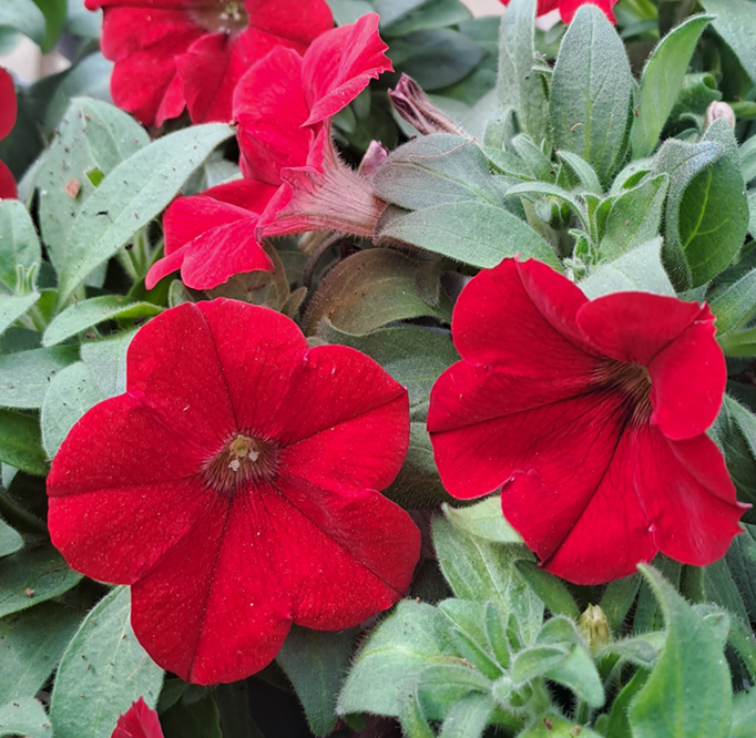 petunia-surfinia-red-105cm-kruka-1