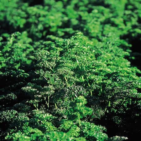 persilja-krusbladig-105cm-kruka-1