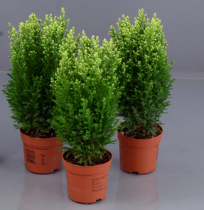 jul-en-delcypress-snow-white-12cm-kruka-1
