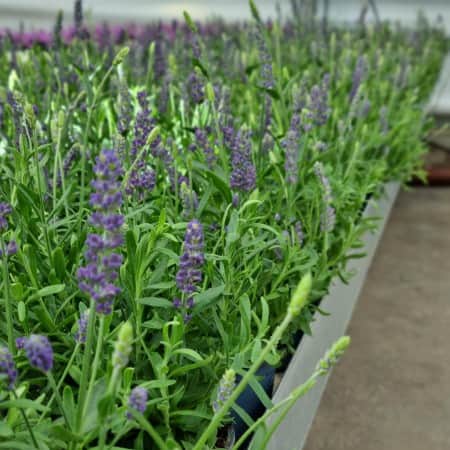 lavendel-hidcote-11cm-kruka-1