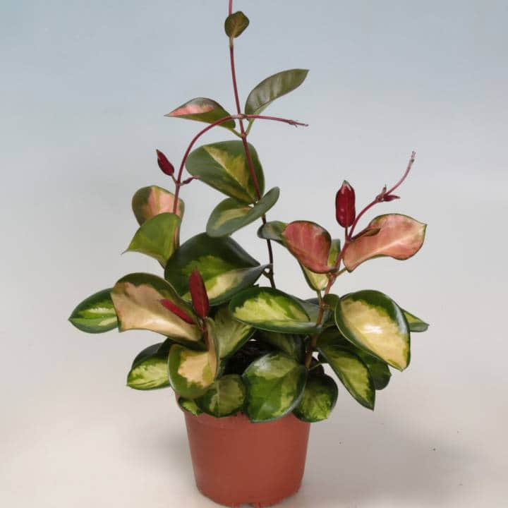 porslinsblomma-hoya-tricolor-12cm-kruka-1