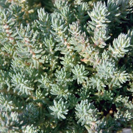 sedum-blue-cushion-12cm-kruka-1