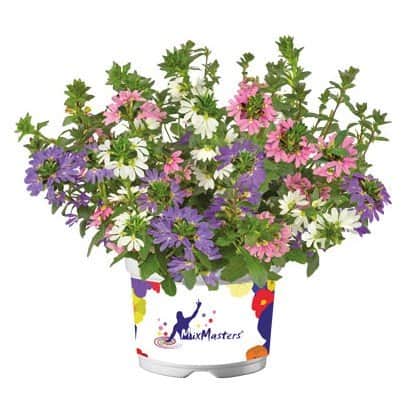 femtunga-fancy-mixmasters-105cm-kruka-1