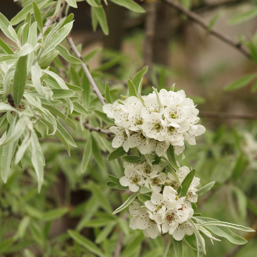 Silverpäron 'Pendula' Sh 80-90 co