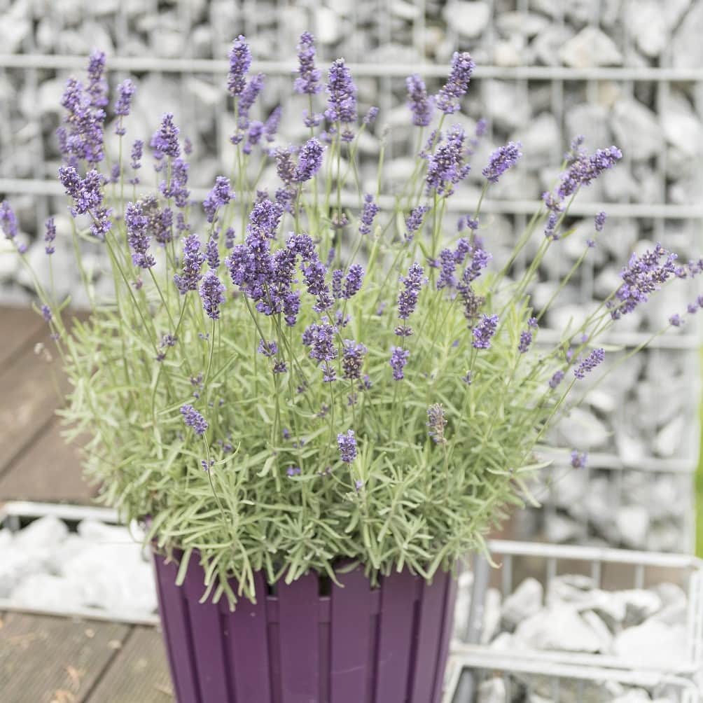 lavendel-spirit-purple-blue---3-plantor-1