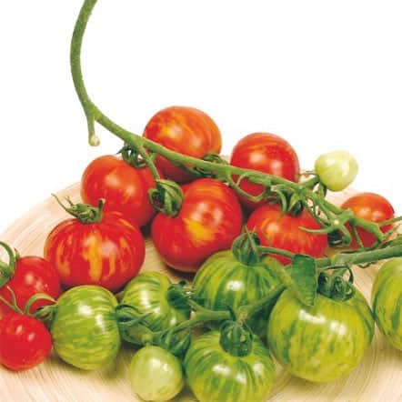 frilandstomat-tigerella-105cm-kruka-1