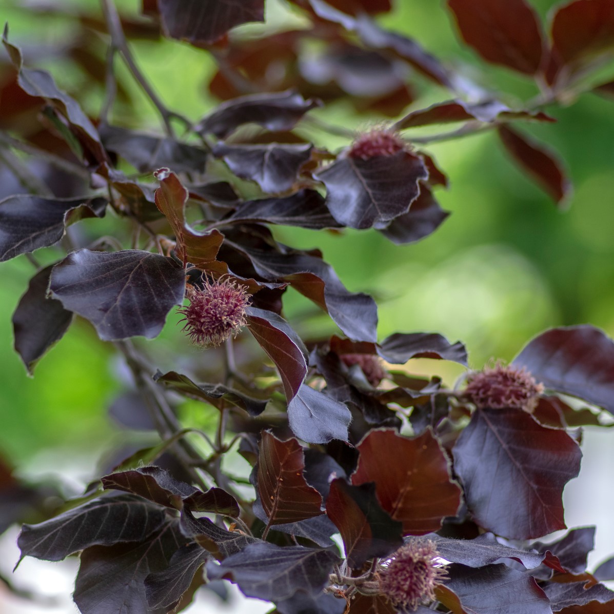 Blodbok ’Purpurea’ Utr 125-150 co