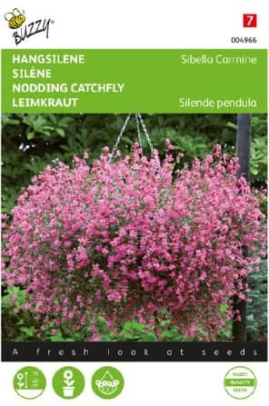 sommarglim-sibella-carmine-1