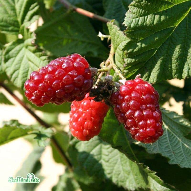 bjrnbrshallon-tayberry-15-2-l-1