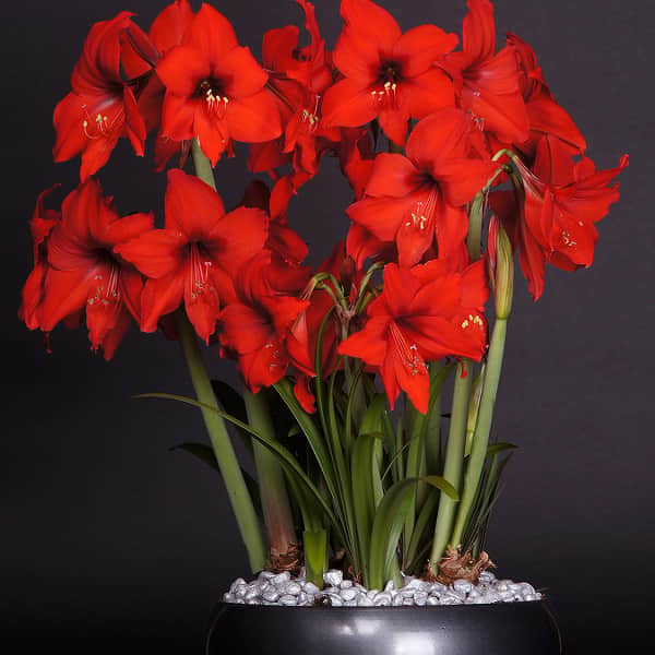 amaryllis-red-garden-1