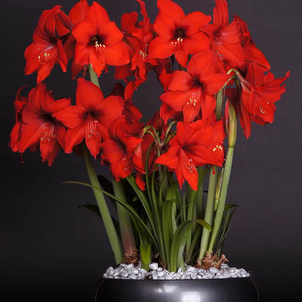 amaryllis-red-garden-1st-1