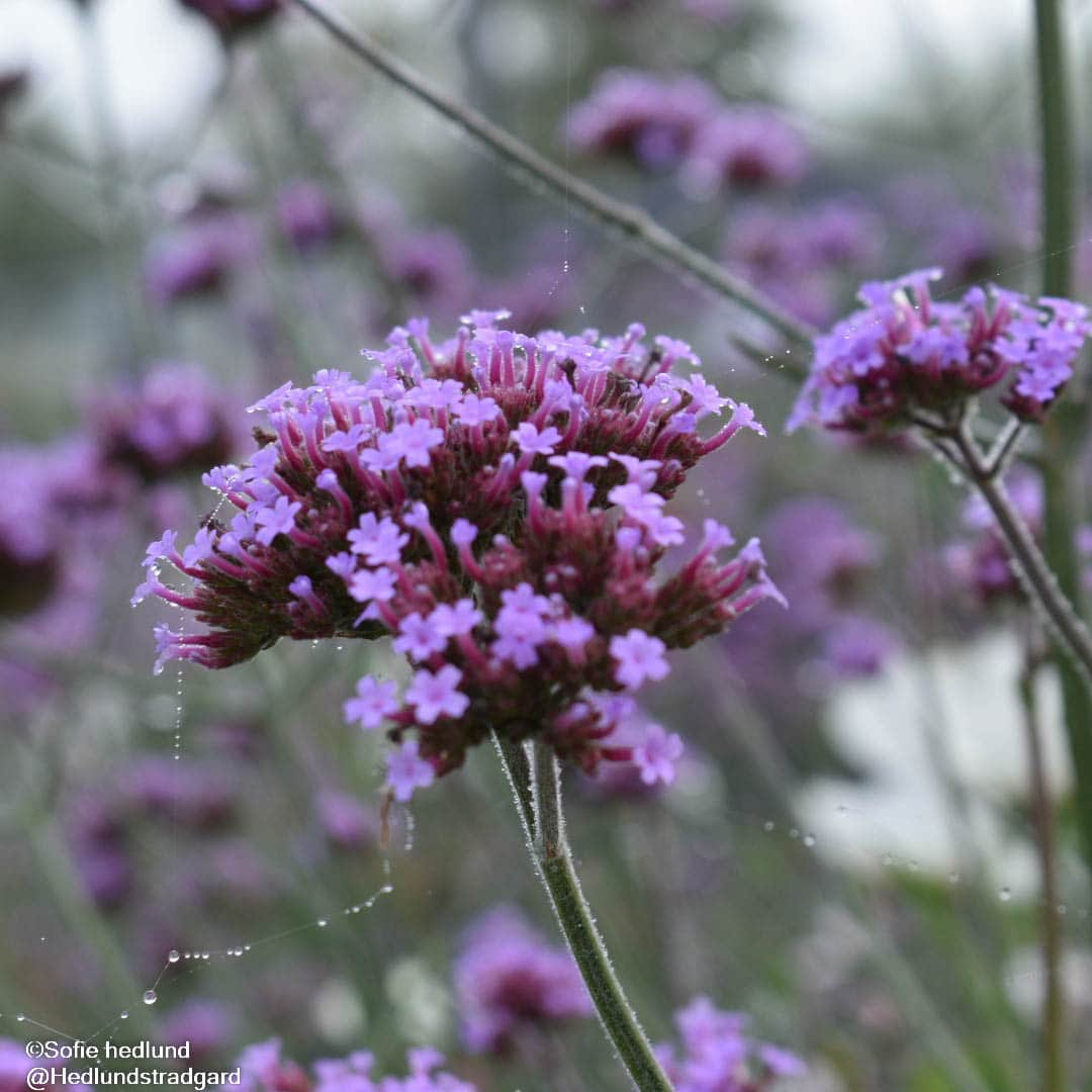 jtteverbena-13cm-kruka-1