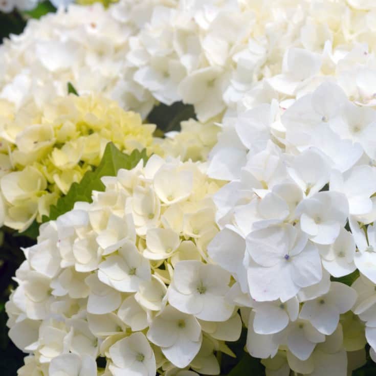 hortensia-endless-summer-the-bride-5-l-1