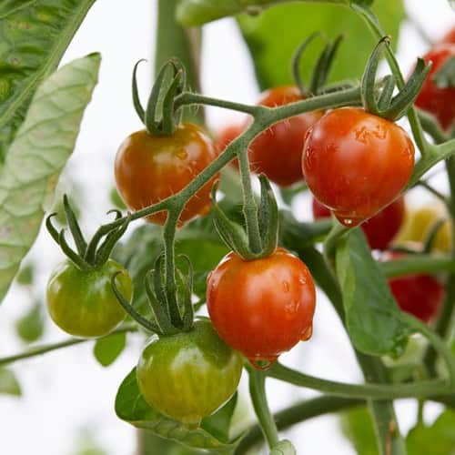 krsbrstomat-supersweet-ympad-105cm-kruka-1