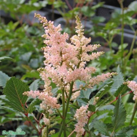 astilbe-peach-blossom-9cm-kruka-1