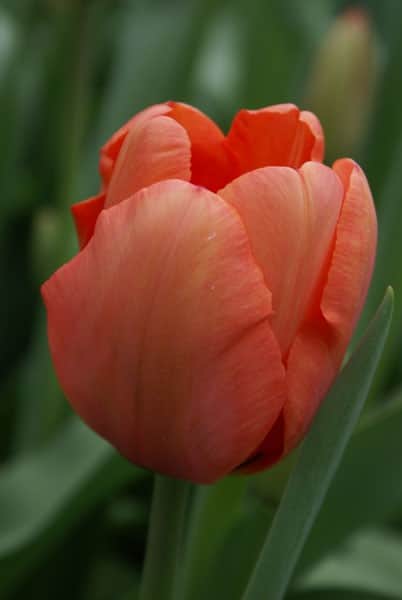 darwinhybridtulpan-apricot-impr-5st-1
