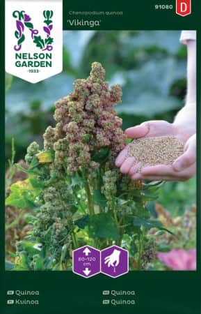 quinoa-vikinga-1