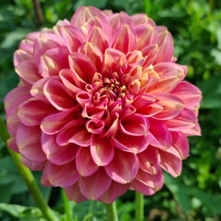 dekorativ-dahlia-milena-fleur-1st-1