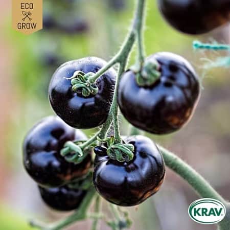 bifftomat-indigo-blue-beauty-krav-mrkt-1