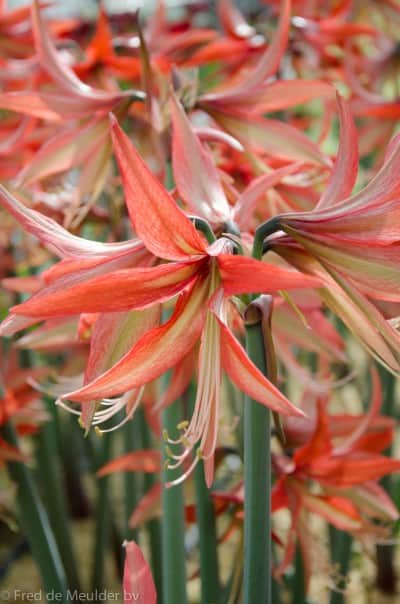 amaryllis-sumatra-1st-1