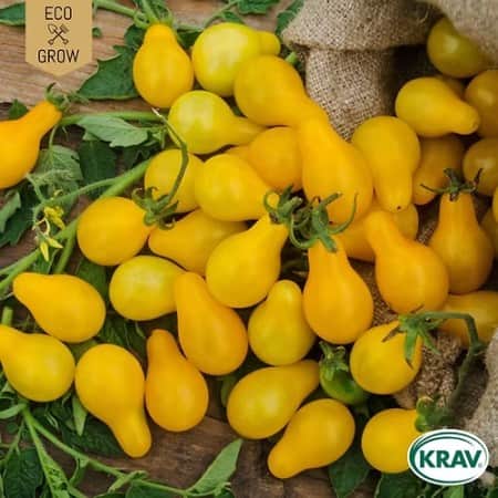 prontomat-yellow-submarine-krav-mrkt-1