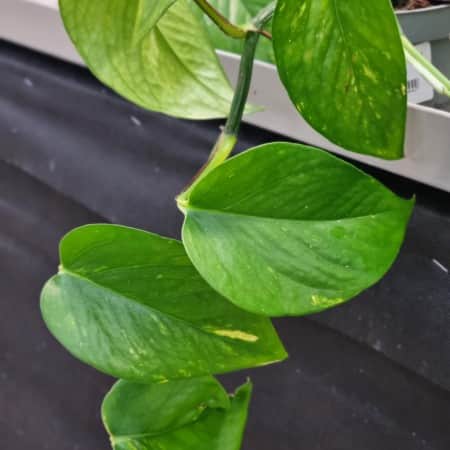 gullranka-epipremnum-12cm-kruka-1