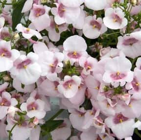 tvillingsporre-piccadilly-appleblossom-105cm-1