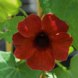 svartga-amera-chocolate---3-plantor-1