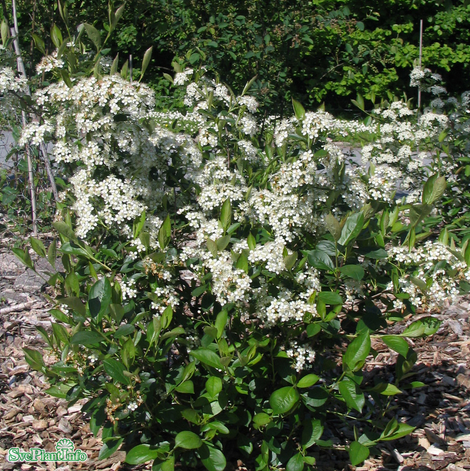 svartaronia-hugin-1-pack-i-kruka-1