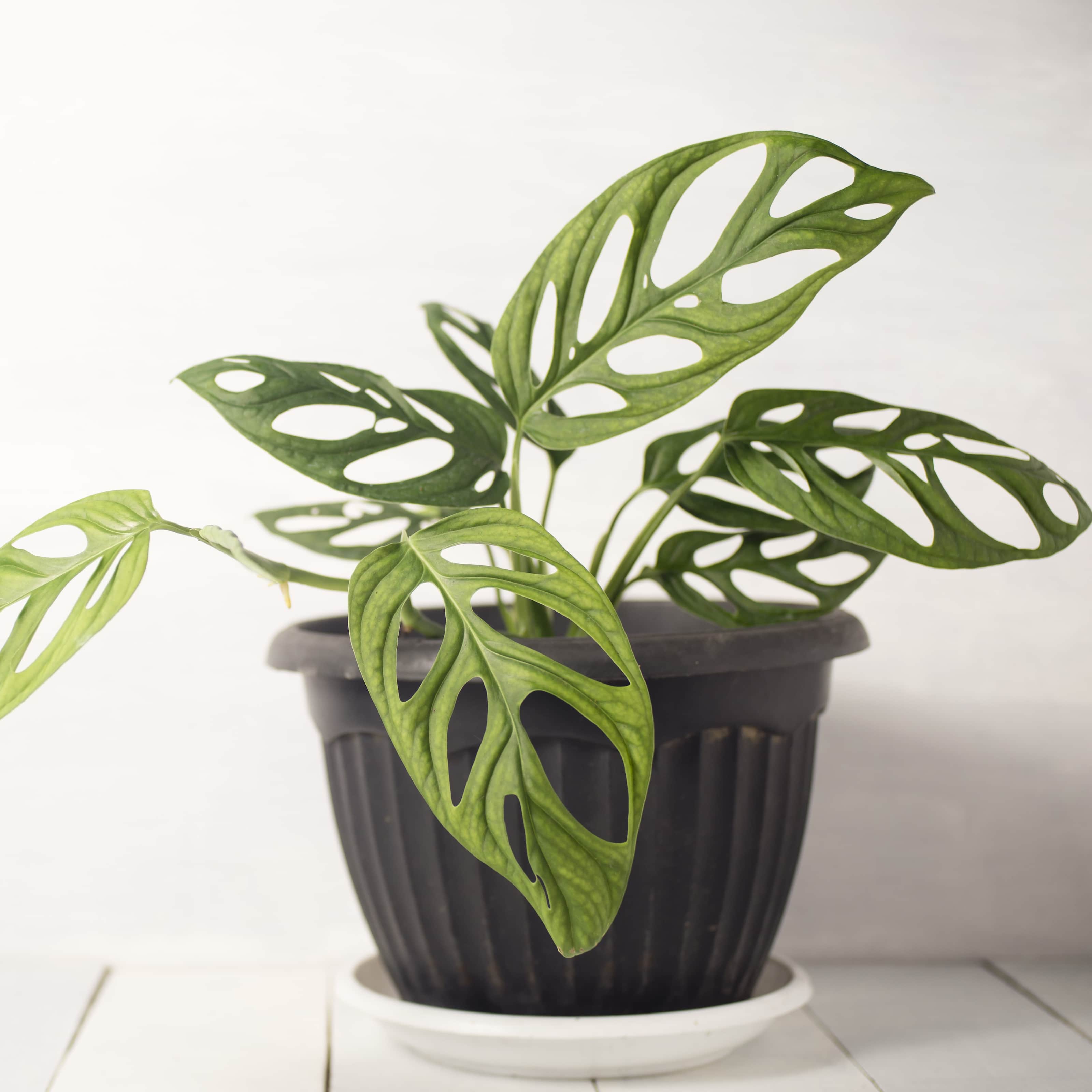 monstera-adansonii-monkey-leaf-12cm-kruka-1