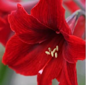 amaryllis-rapido-1st-1