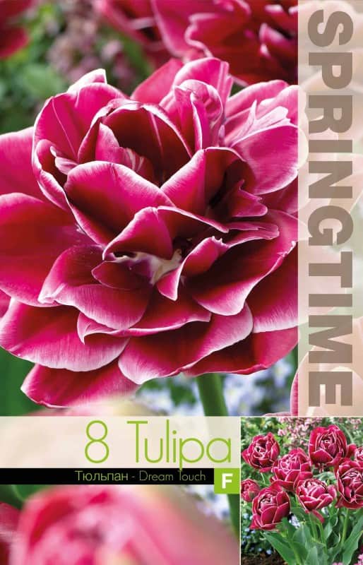 dubbel-sen-tulpan-dream-touch-8st-1
