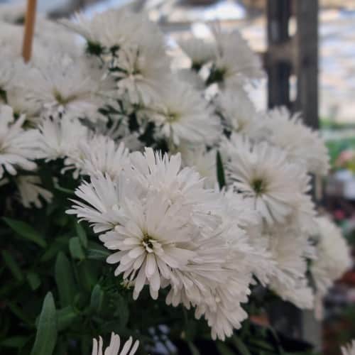 hstaster-starletta-white-105cm-kruka-1