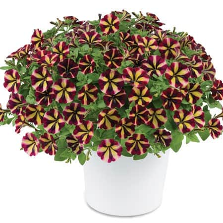 petunia-amore-fiesta-105cm-kruka-1