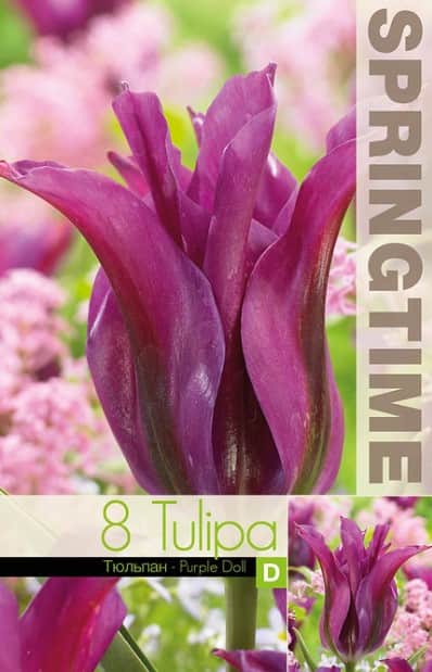 grnbandad-tulpan-purple-doll-8st-2