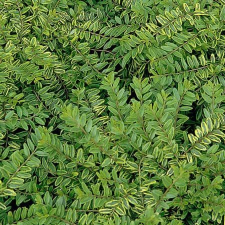 myrtentry-lemon-queen-12cm-kruka-1