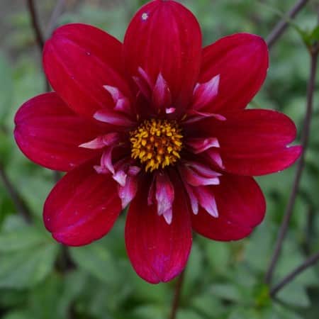 halskrs-dahlia-hootenanny-swan-island-1st-1